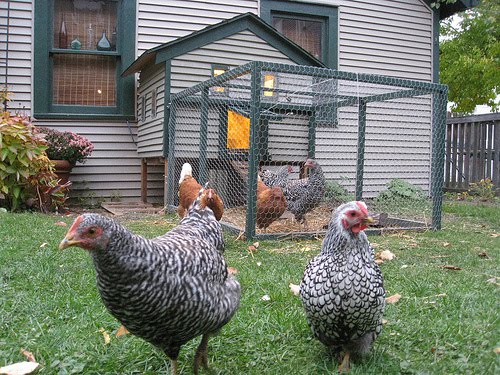 Chickens in back yard