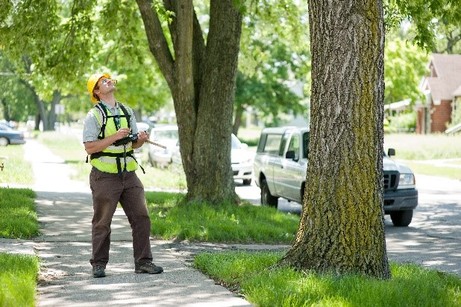 contractor standing on a sidewalk assessing a large tree with an ipad